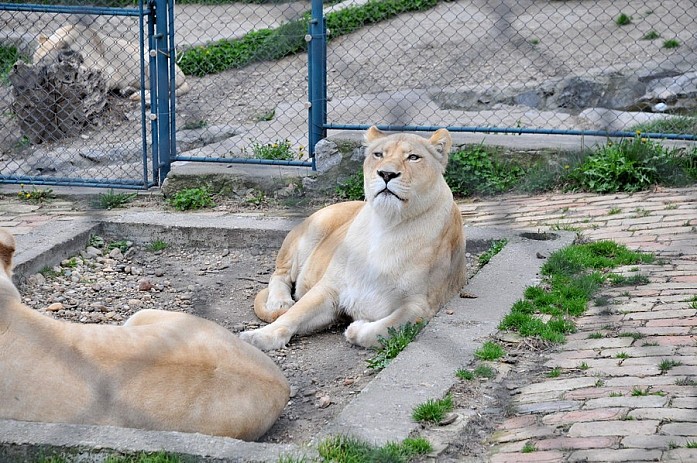 Прайд львов в центре парка