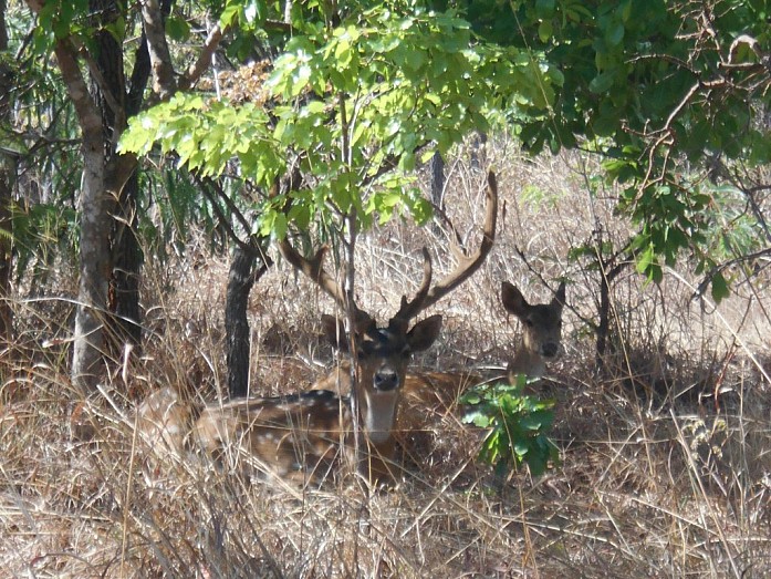 Lusaka National Park был открыт относительно недавно, в 2015 году. Он расположен недалеко от столицы, но из недостатков можно назвать то, что туда завезли еще немного животных