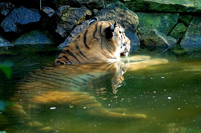 Плавающий тигр - милашка, ни разу не видел до этого как они сидят в воде