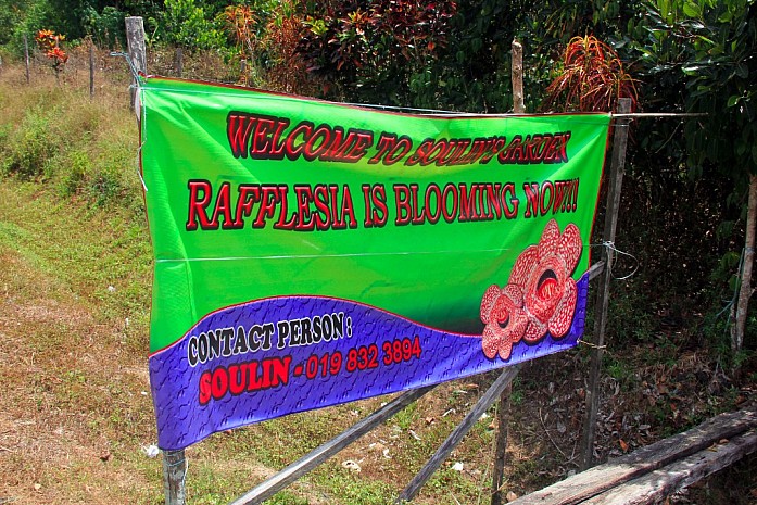 В джунглях Борнео: самый большой цветок в мире и племена головорезов