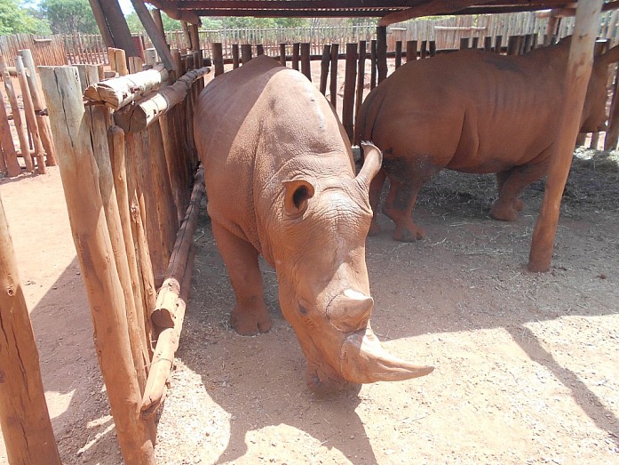 Самка и самец белого носорога. Белый носорог, как вымирающий вид, всегда содержится в загоне и охраняется вооруженными сотрудниками ZAWA от браконьеров, которые охотятся за рогом животного