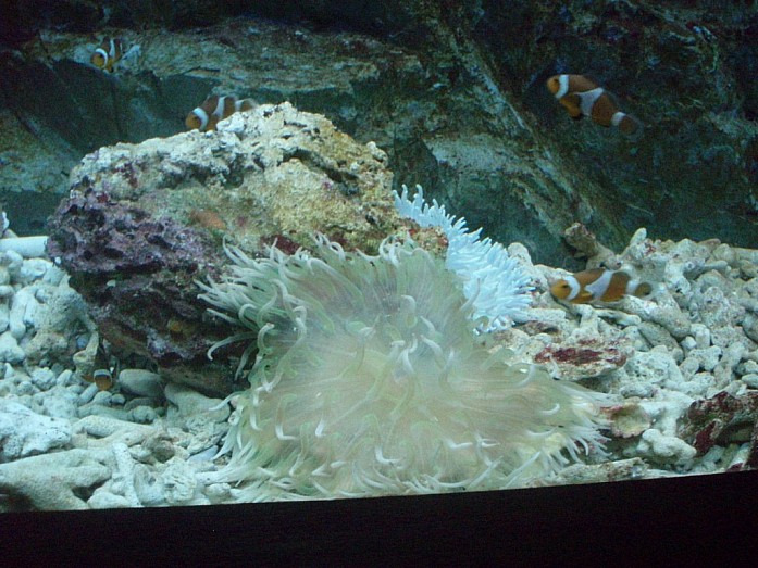 океанариум - медуза