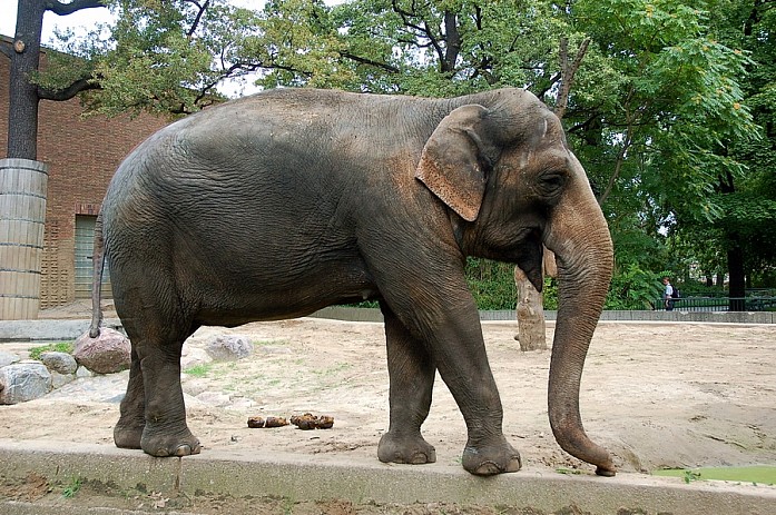 Один из множества слонов в берлинском зоопарке
