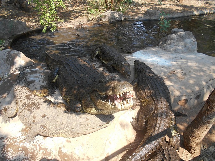Крокодил поедает предложенное ему угощение