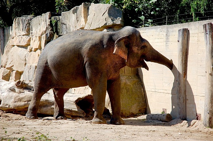 Веселый слон с собственной дыркой в заборе, откуда он таскает кусты и траву