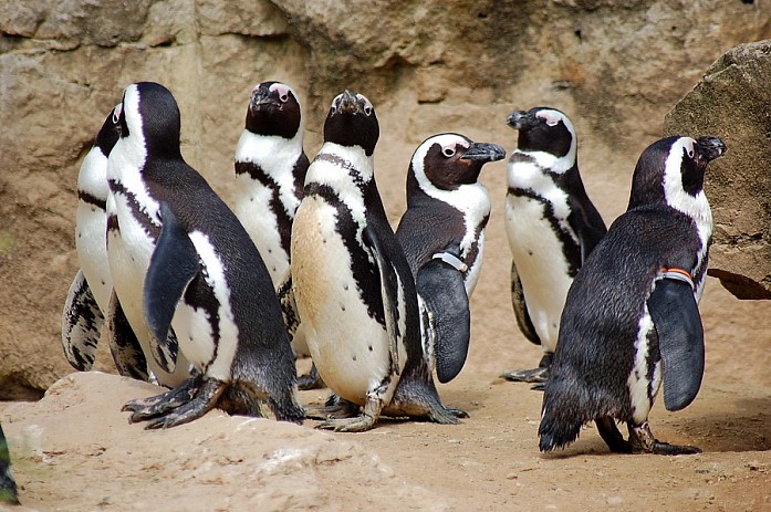 Ну и хит зоопарка - пингвины