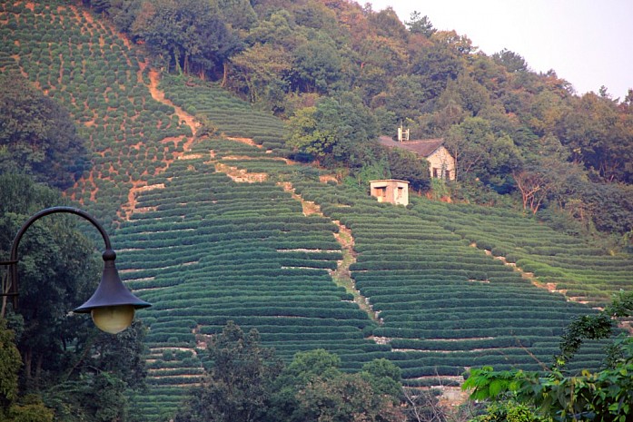 Чайные плантации в Ханчжоу