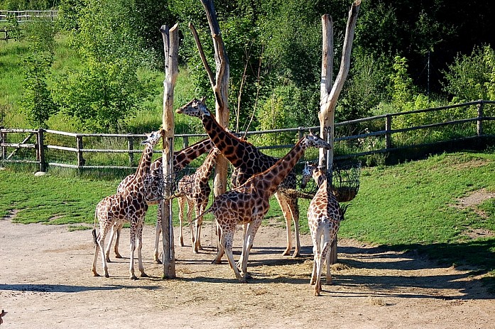 Сами жирафы