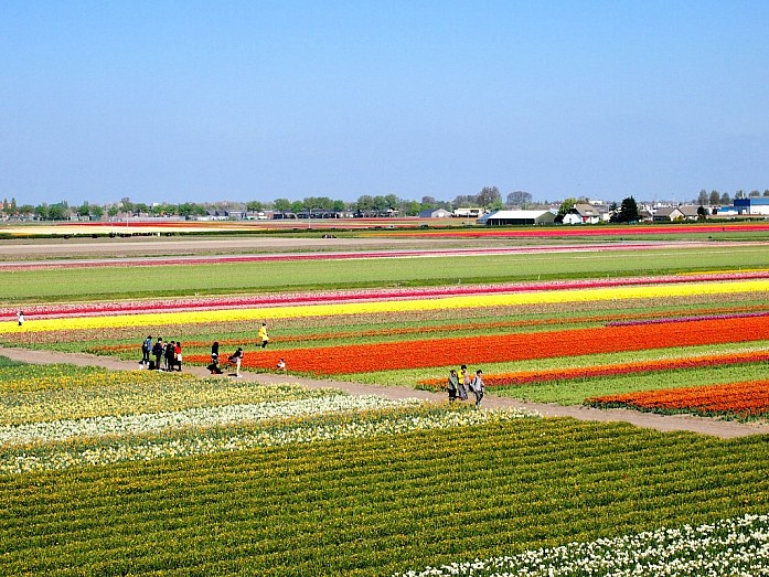 Вид на тюльпановые поля со смотровой площадки