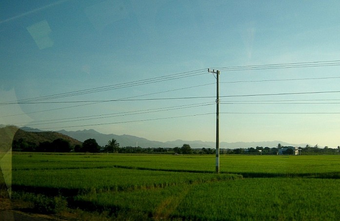 Рисовые поля