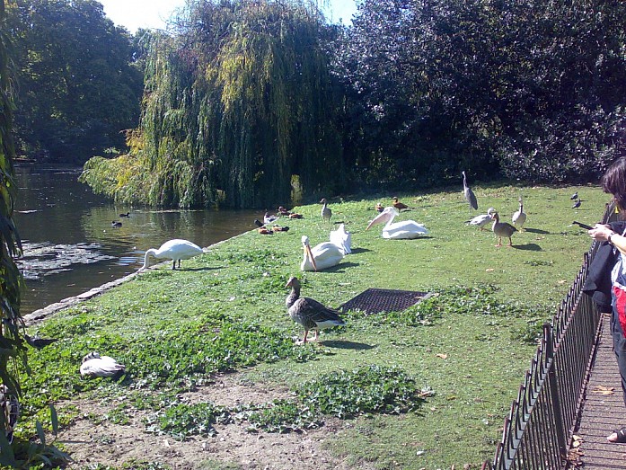 Разнообразие птиц в центре города, в парке около Букингемского дворца.